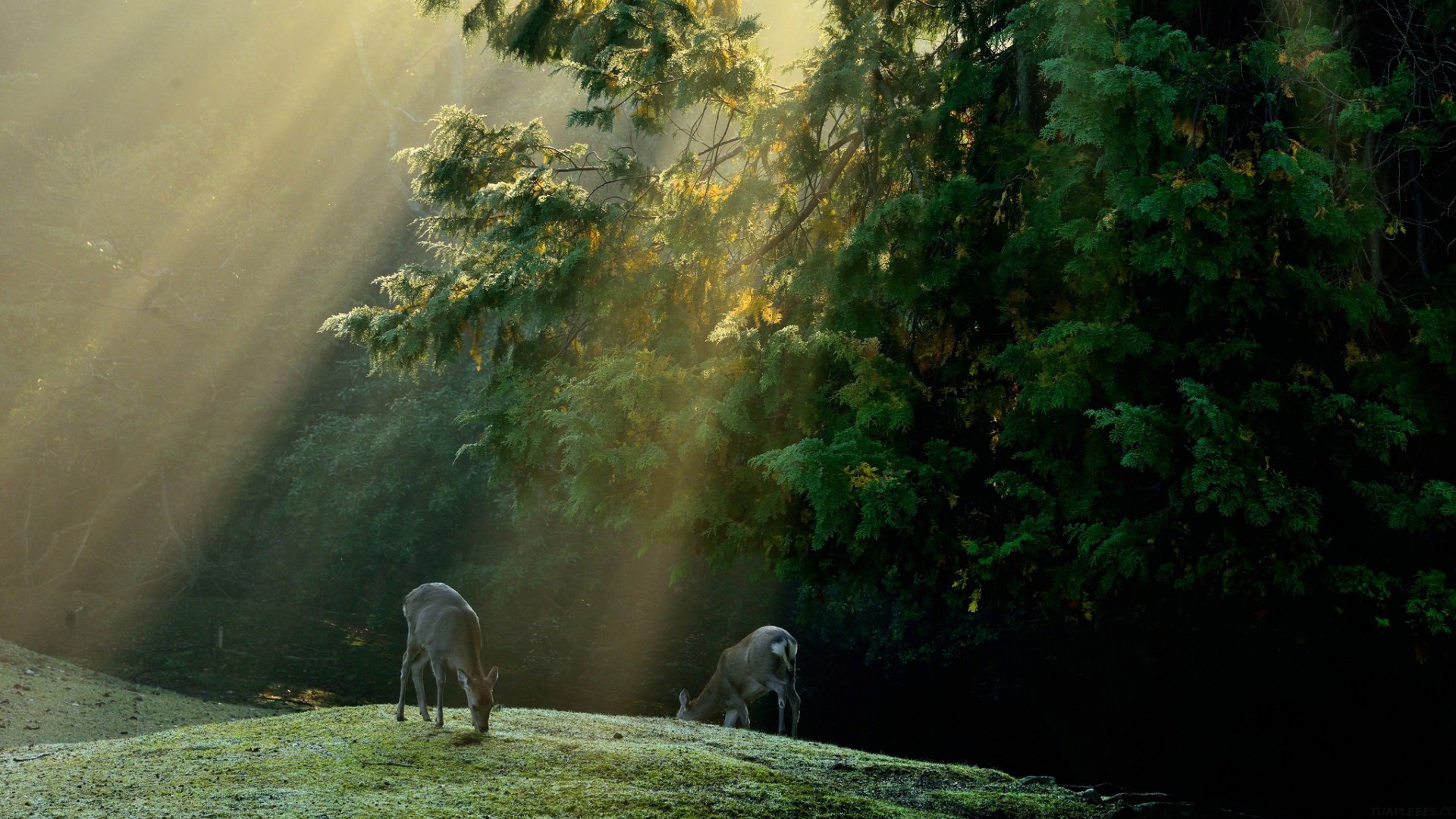 深度使用 7 年 Notion 之后，我替你总结了这些经验、技巧和建议……