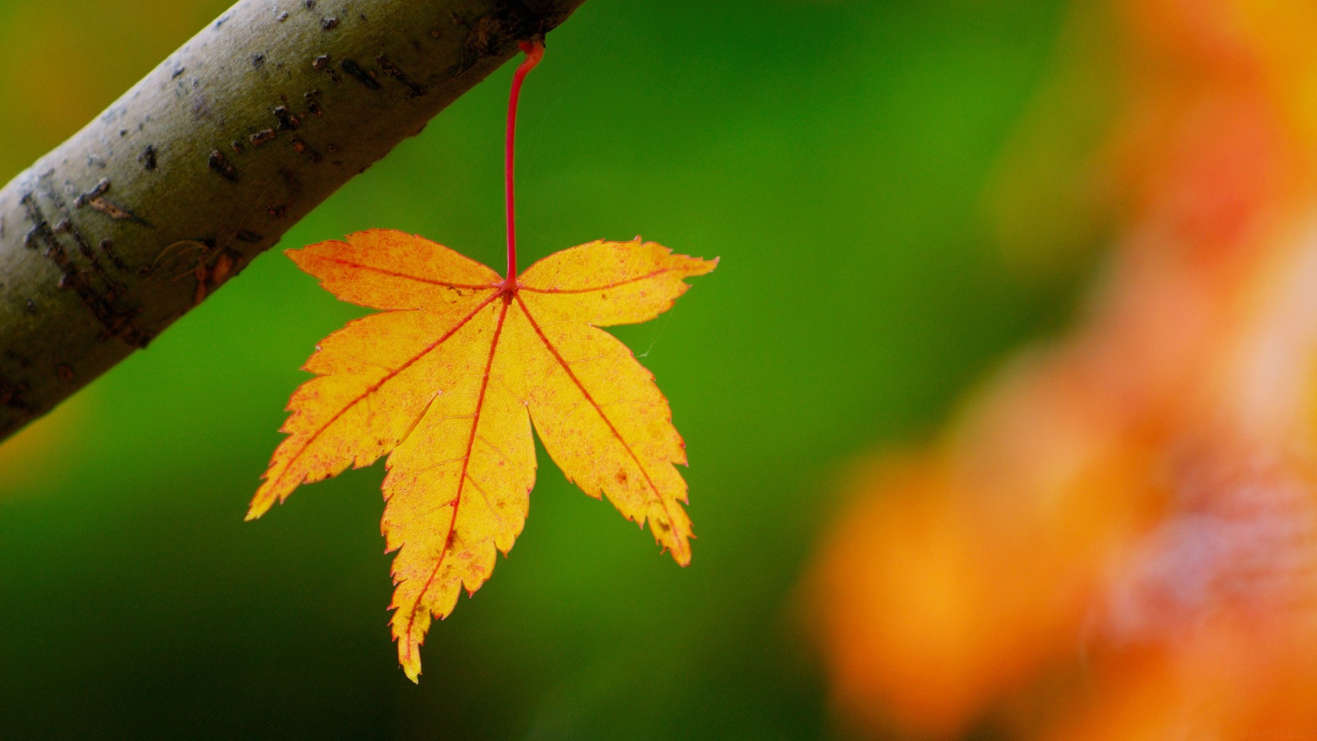 腾讯的这款 AI 数据智能体工具 Lumos，颠覆了传统的数据分析