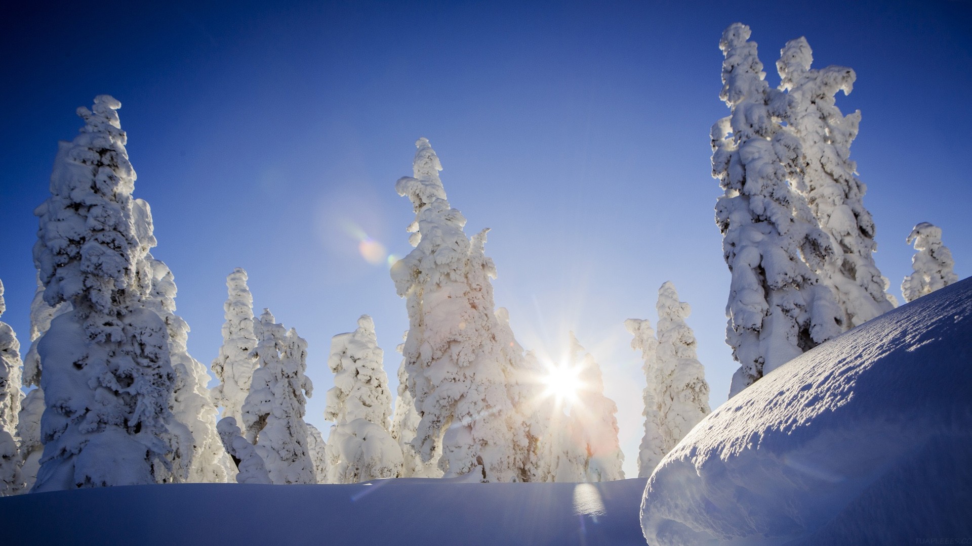 吞下 17 亿图片，Meta 最强巨兽 DINOv3 开源！重新定义 CV 天花板