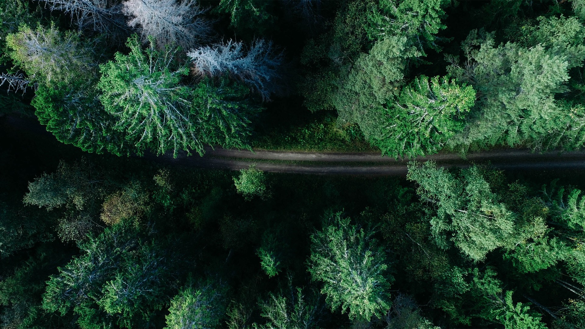 AI 操作网页：browser-use 和 AI 大模型互动解析