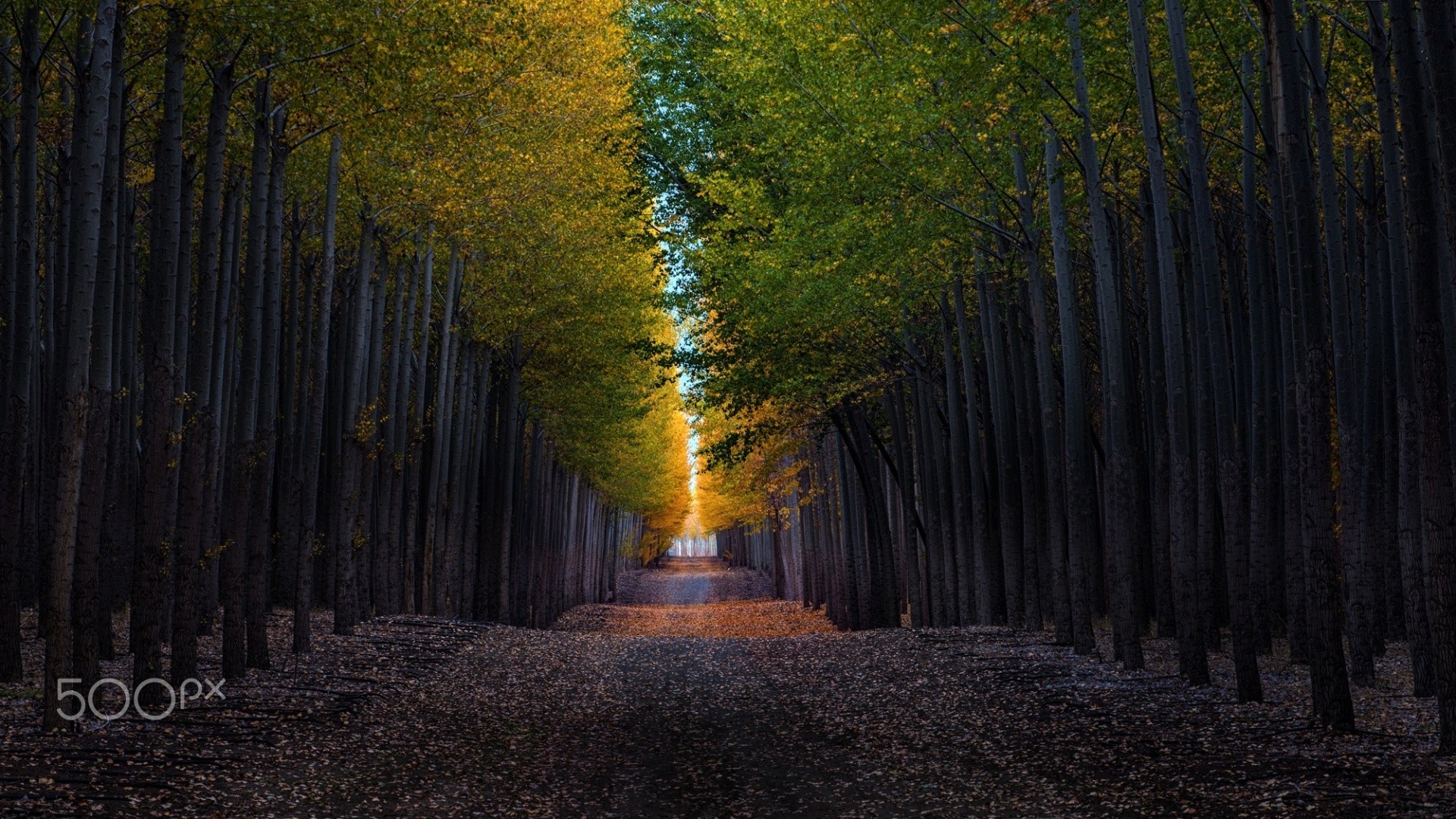 一文讲懂 Agent 及其主流框架：自己想、自己干、自己复盘的才是好 Agent！