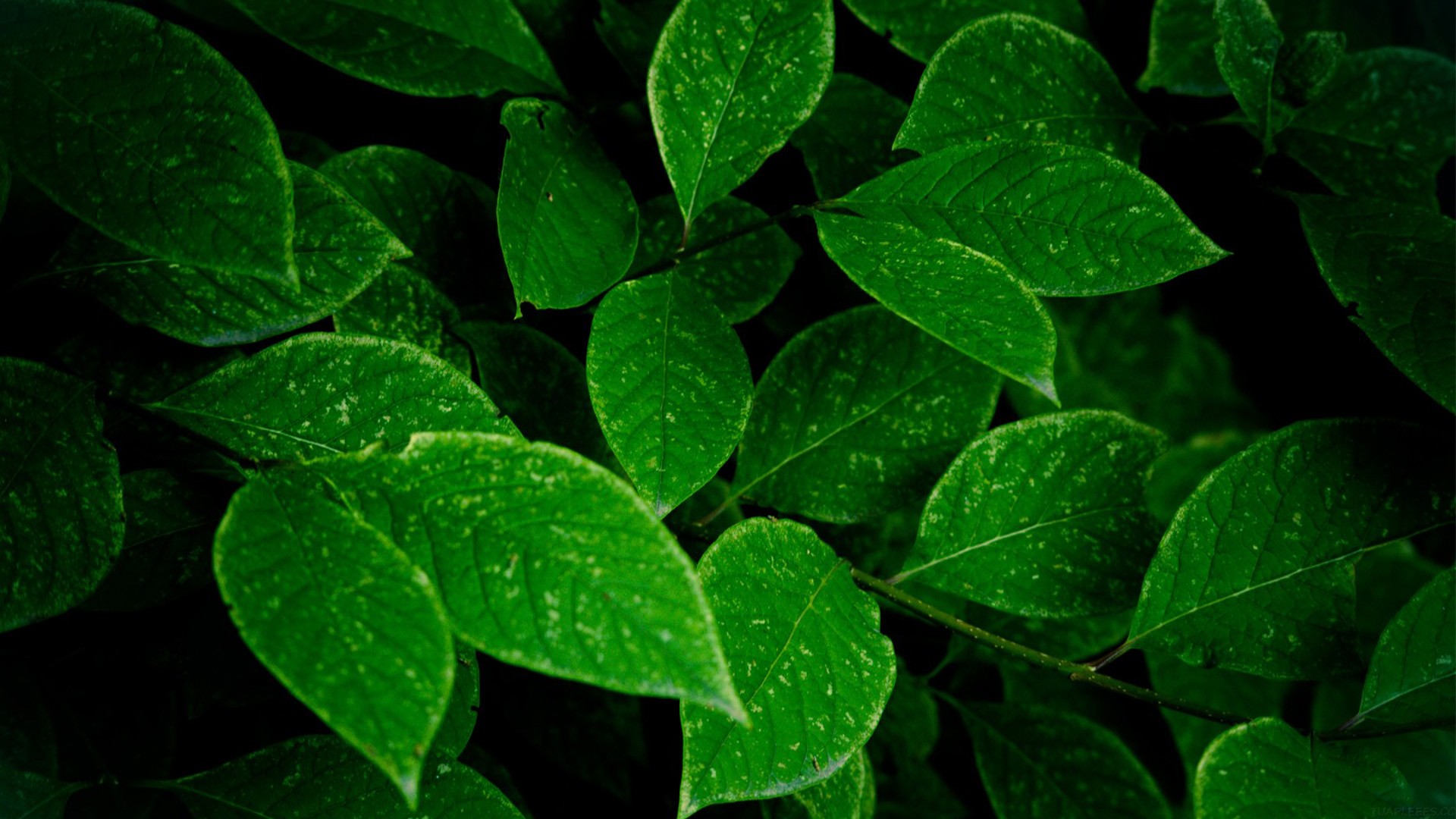 DeepSeek 复盘：128 天后，为什么用户流量一直在下跌？