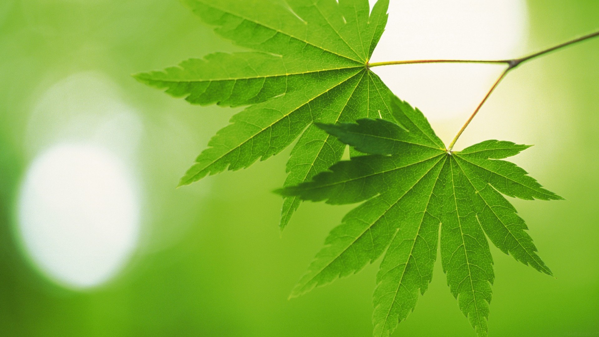 炮轰黄仁勋，决裂奥特曼！1700 亿美元估值背后，硅谷最不好惹的 AI 狂人