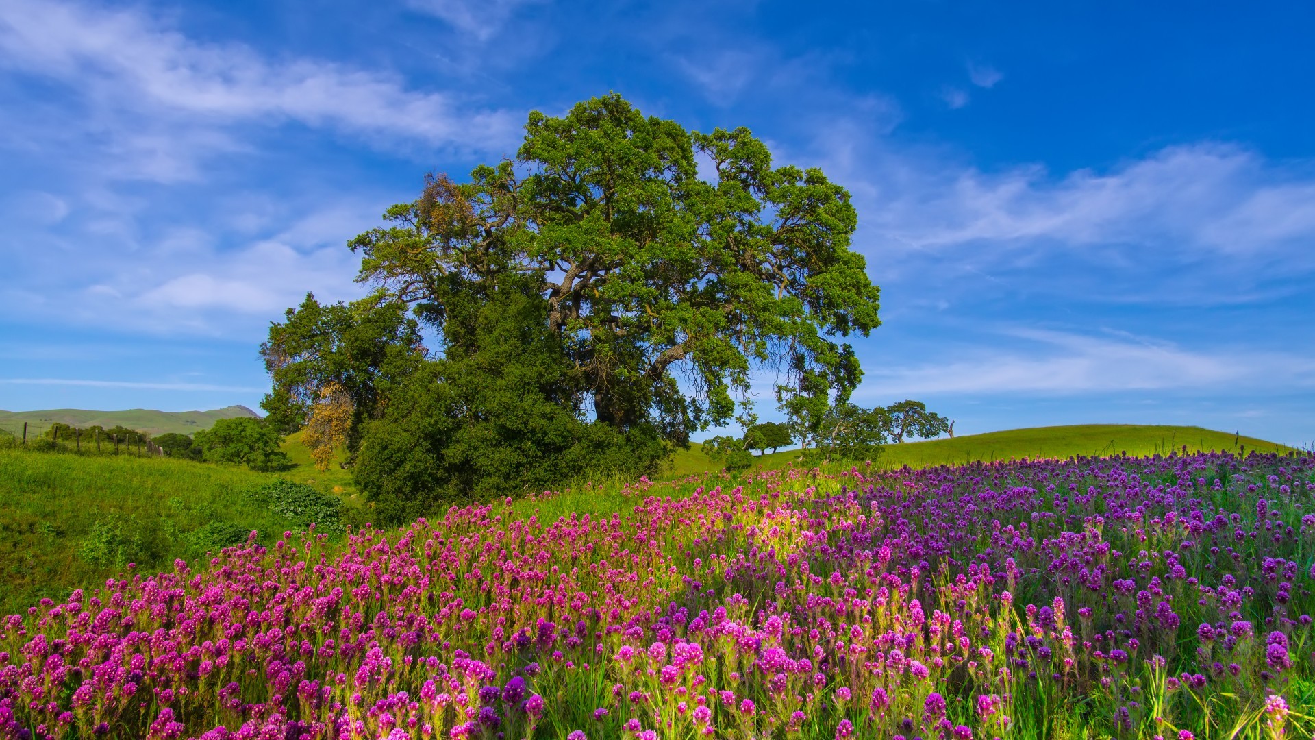 七大 MCP 支持的主流 AI 框架大盘点