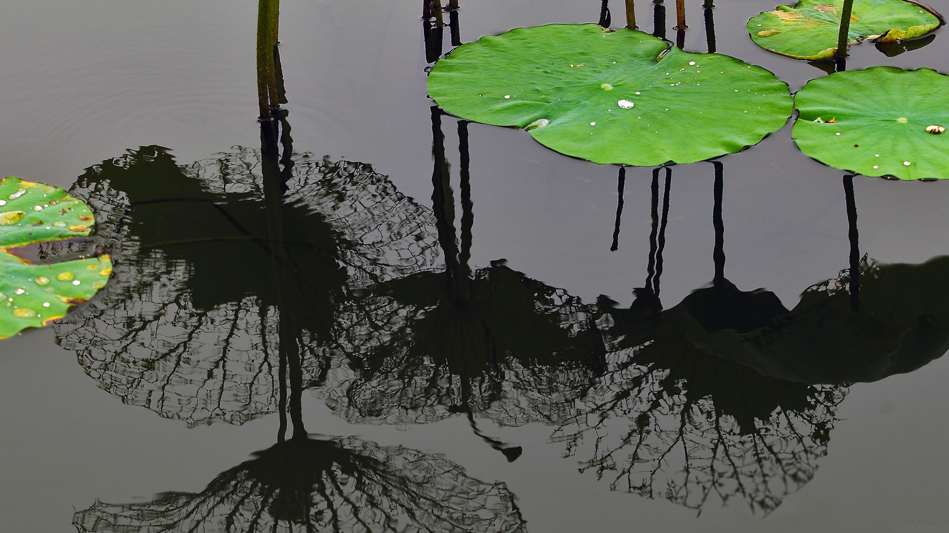 MCP 不止工具调用！MCP 联合创建者：绝大多数人用法都太初级！曝 MCP 五大原语、高阶玩法：丰富人机交互体验；MCP 的未来在 Web